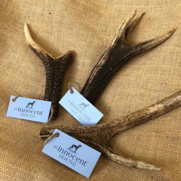 The Innocent Hound British Deer Antler - Medium