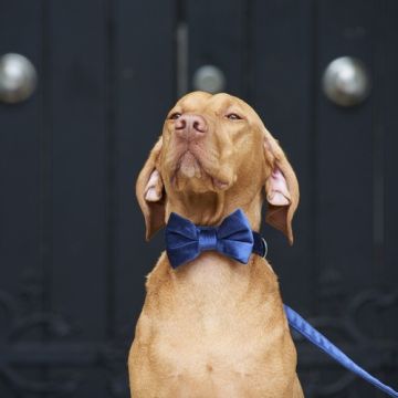 Sweet William Velvet Bow Tie (Navy) One Size