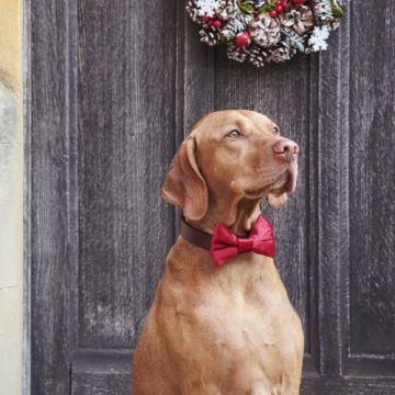 Sweet William Velvet Bow Tie (Christmas Red) One Size